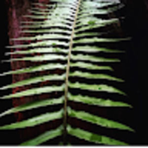 Meet your Posher, Alexandra